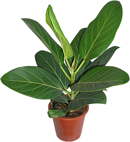 Рослина Фікус бенгальський 12*30 Audrey