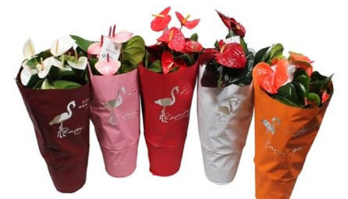 Растение Антуриум Фламинго микс d21/h65