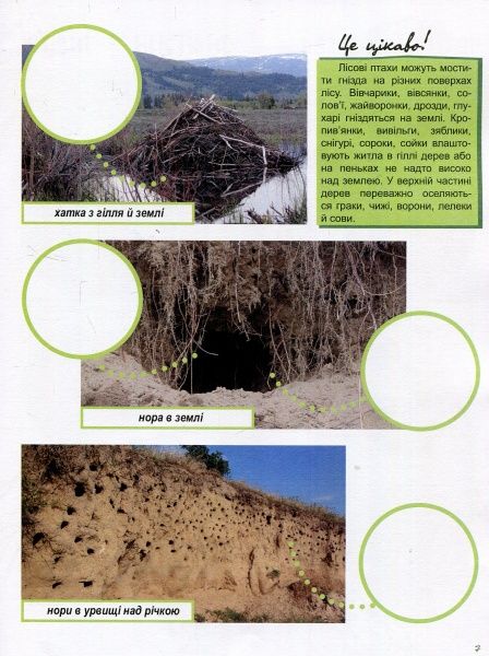 Книга Полулях Н. «Зошит до енциклопедії. Світ і його таємниці: Життя лісу» 978-617-09-4442-9