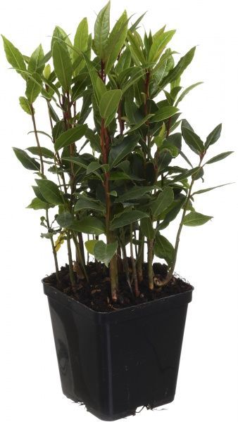 Растение комнатное Лавр 9х25 см