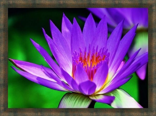 Репродукция 50x70 см SvitArt RL1067 