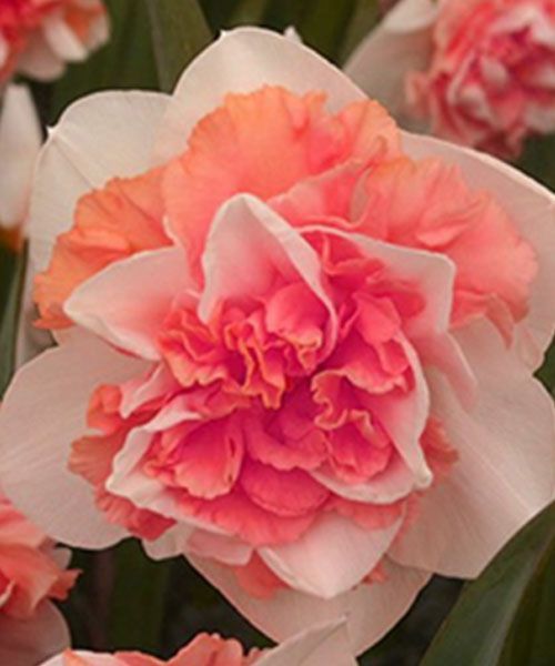 Луковица Яскрава Flower Surprise 2 шт. 