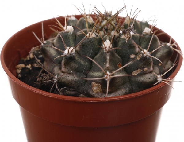 Рослина кімнатна Кактус мікс 5х10 см