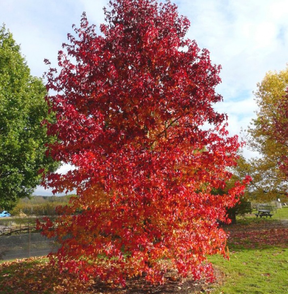 Растение Ликвидамбар смолоносный/Liquidambar styraciflua С7,5, Н 60-80