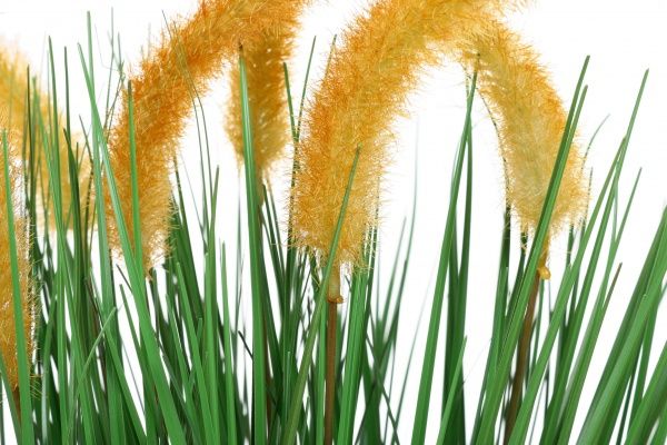 Очерет штучний жовтий 50 см JYS20-20-6291