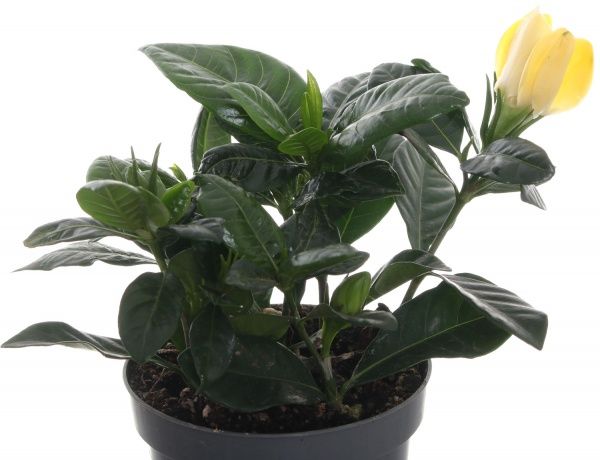  Гардения 09/20 жасминоносна