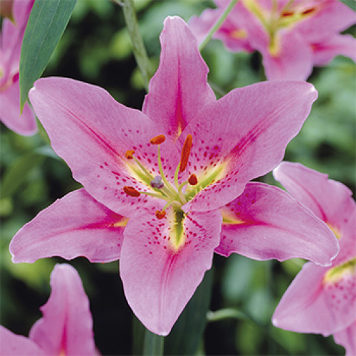 Луковица Лилия ориентальная Medusa 1 шт. 