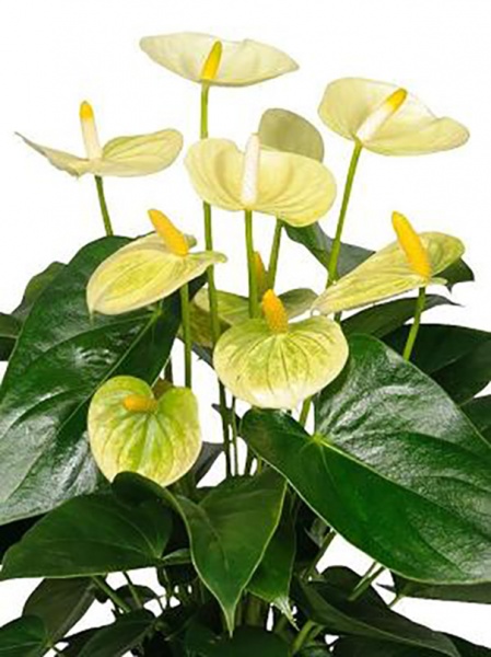 Рослина Антуріум мікс 12/40 см