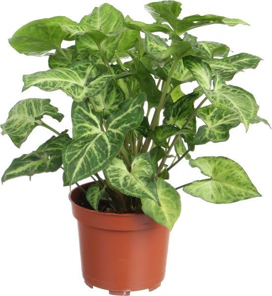 Растение Сингониум Arrow 12x20 см