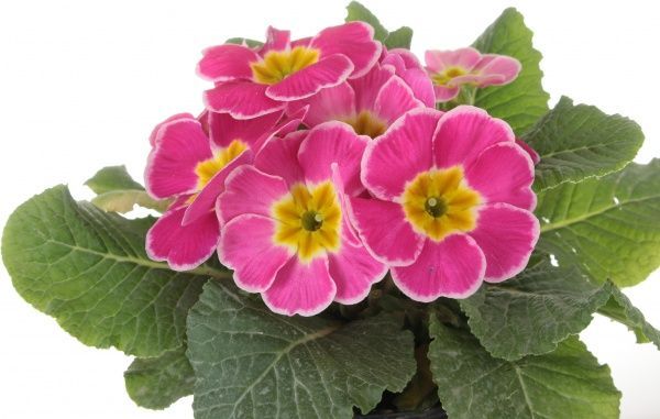 Растение комнатное Примула вульгарис d11