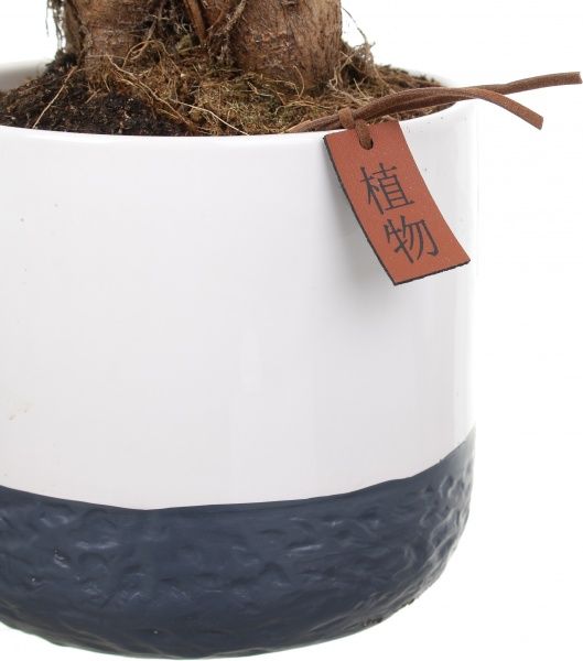 Растение Бонсай-фикус microcarpa Ginseng 15х35 см