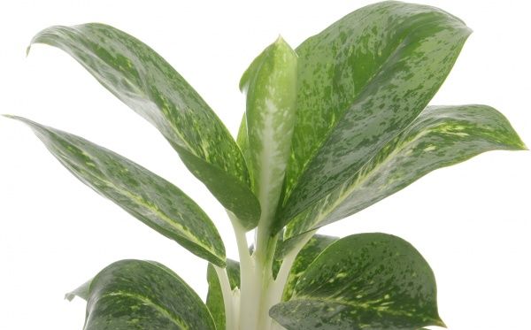 Рослина Аглоанема мікс 12/30