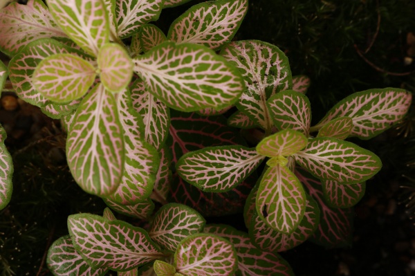 Тераріум у пляшці 19x20 см