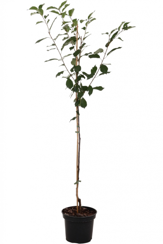 Саженец вишни 1р (C7)