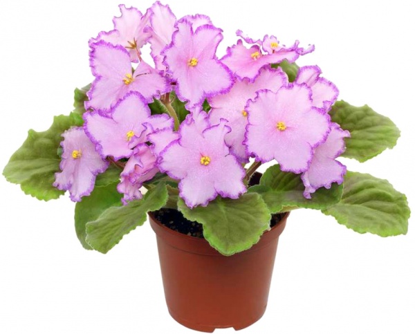 Растение комнатное Сенполия d12 h20