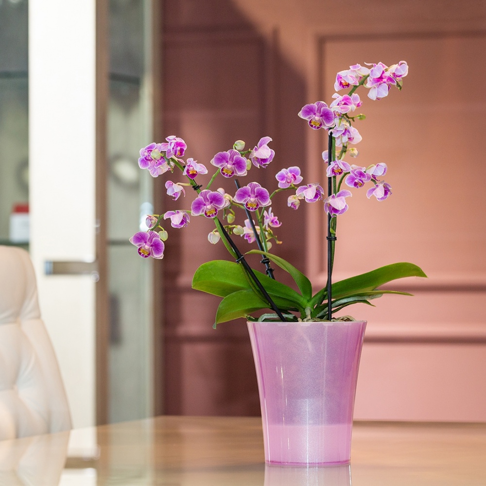 Вазон пластик Arte-Dea круглий лотос 1,25 л Santino (2017031)