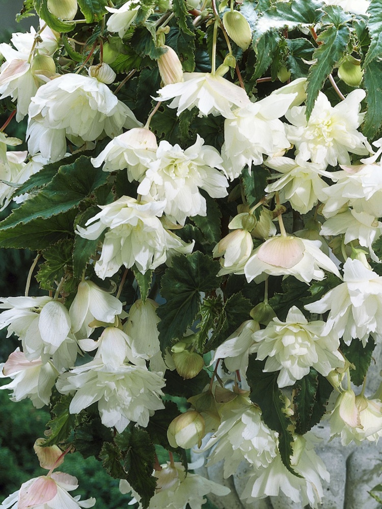 Клубень бегонии Пендула Белой 1 шт.