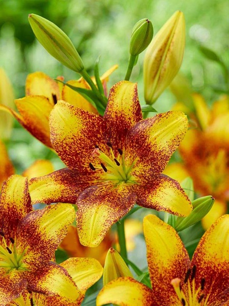 Цибулина лілії ЛА Світ Веллі 1 шт. 