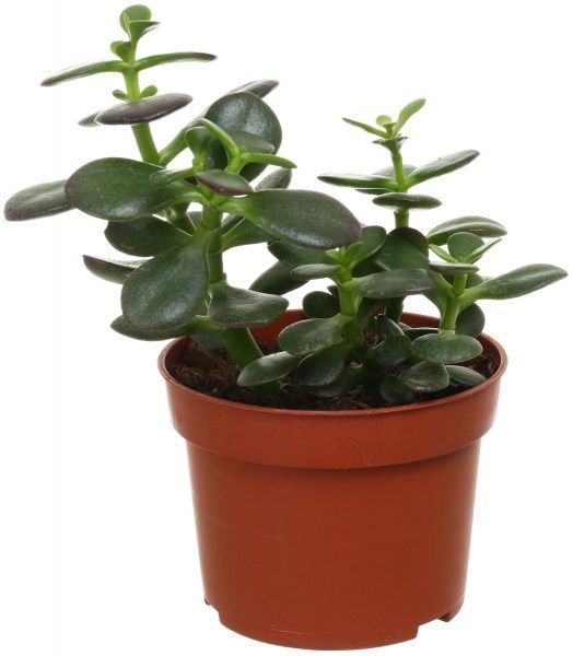 Растение Крассула микс 10х20 см