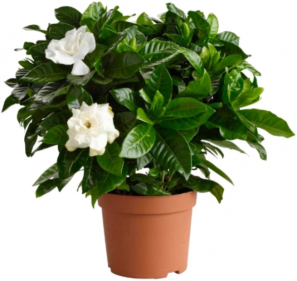 Растение Гардения жасминоидес 13/25