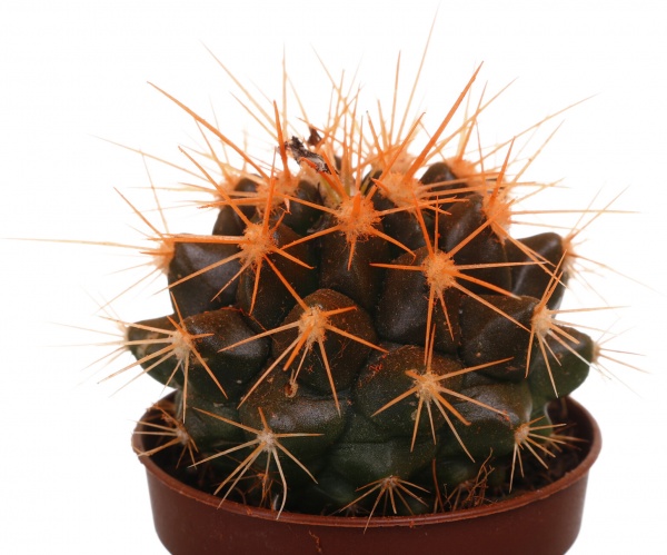 Растение Eхинокактус колор d5,5/h8