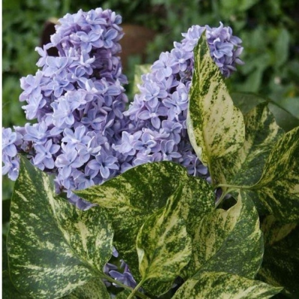 Растение Сирень обычная 