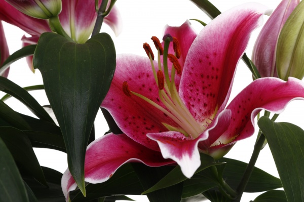 Растение комнатное Лилия микс 19/55