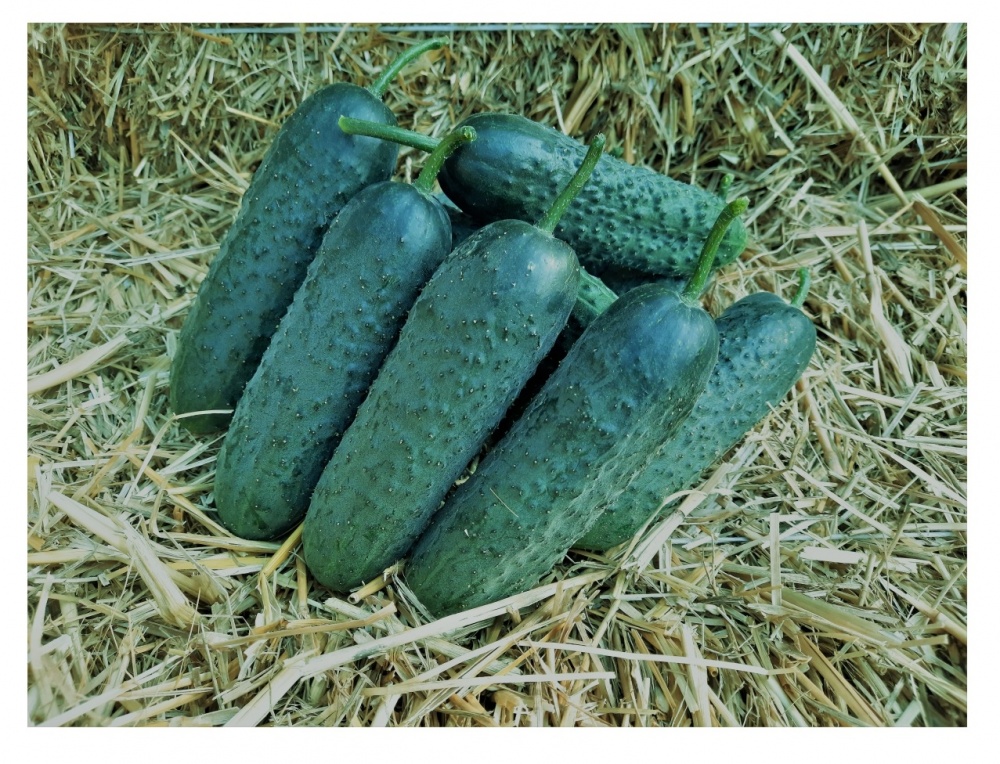 Семена Професійне насіння огурец Стентор F1 10 шт. (4820176698834)