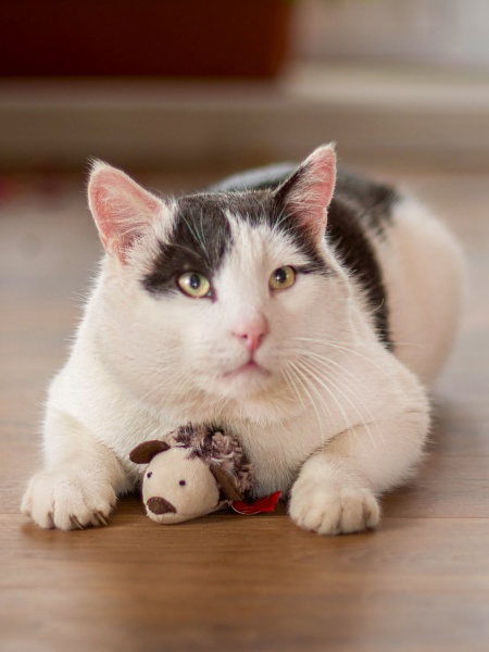 Дразнилка DGT-PETS Мышь CAT1