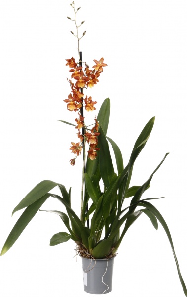 Рослина кімнатна Камбрія мікс 12х60 см 1 стовбур