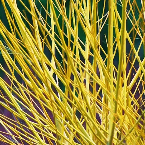 Растение Дерен шелковистый / Cornus sericea 'Flaviramea' С3/5/Н 130