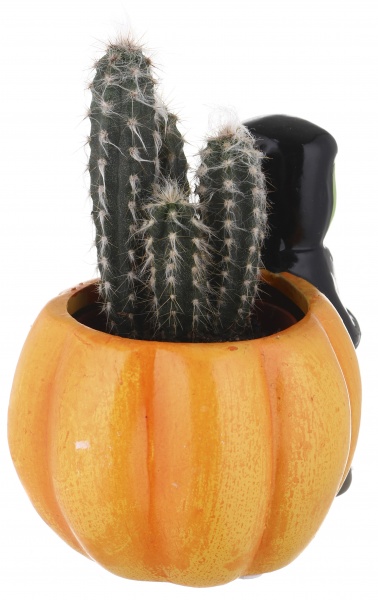 Растение Кактус в горшке хеллоуин 6/12