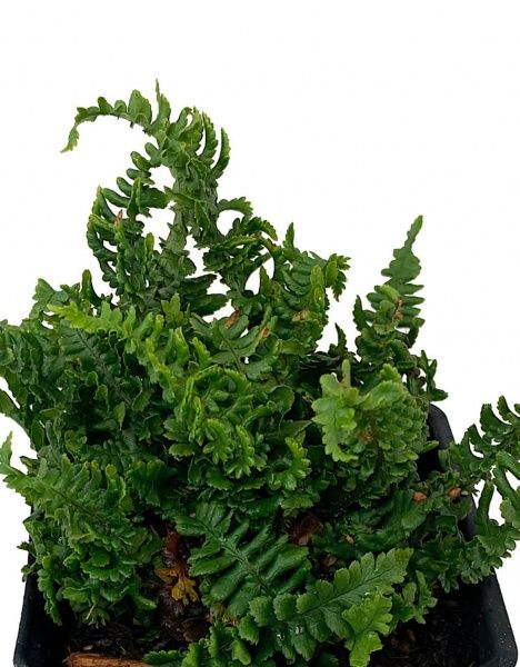 Растение декоративное Лотос К Щитовник родственный (Dryopteris affinis 'Crispa Congesta')