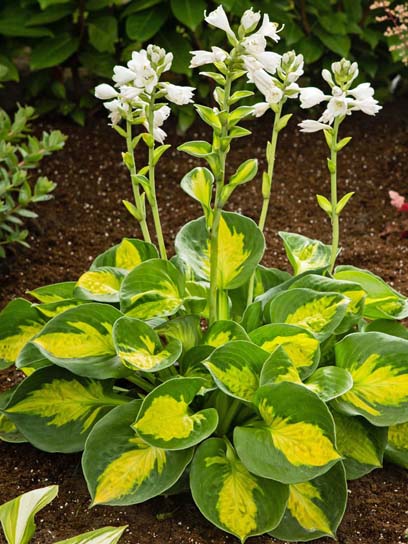 Корневище хосты Сансет Грувес 1 шт. 