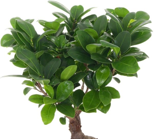 Растение комнатное Бонсай-фикус 12х30 см
