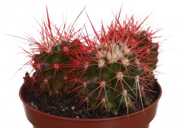 Растение комнатное Кактус эхиногрузон 10.5х15 см