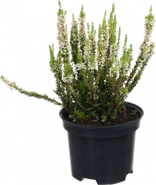 Растение верес d12