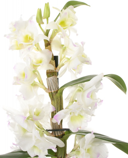 Растение Дендробиум белый Nobile 1 ствол 12х50 см