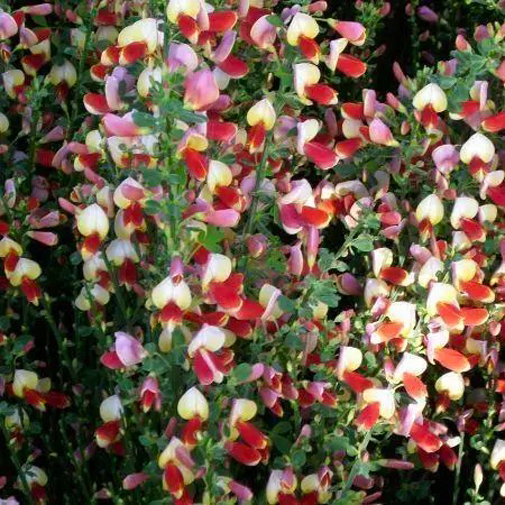 Растение Рокитник венечный Палетт / Cytisus scoparius Palette С2 /Н 20-30