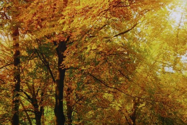 Репродукция Пейзаж Осенний лес 96x48 см 