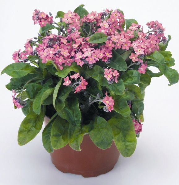 Семена Професійне насіння незабудка Сильва смесь 20 шт. (4820176694171)