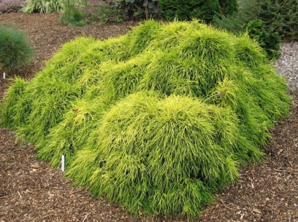 Растение Кипарисовик горохоплодный Санголд / Chamaecuparis pisifera Sungold С7.5 /Н 30-40