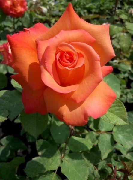 Роза парковая MegaPlant в ассортименте C4