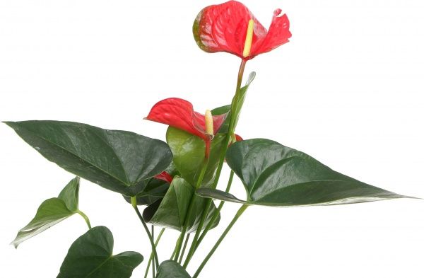 Растение Антуриум красный 12х40 см