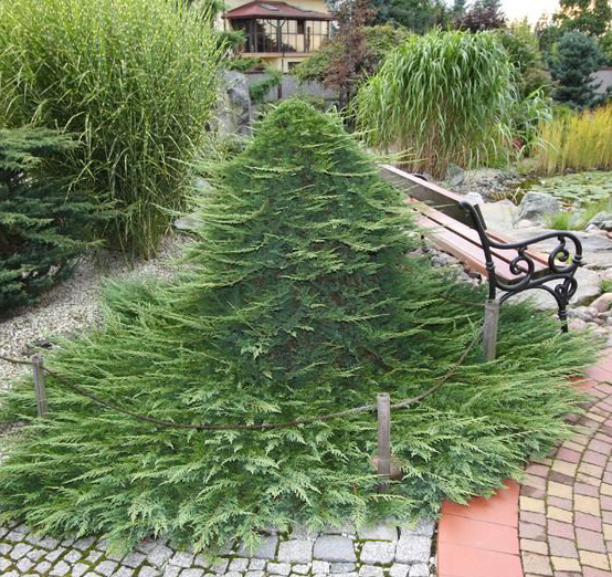 Растение Можжевельник горизонтальный / Juniperus horizontalis Prince of Wales С10 Ра