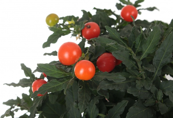 Растение Соланум 12xh30 см