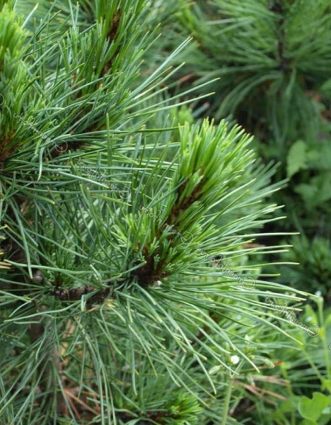 Растение Сосна кедровая / Pinus cembra С25