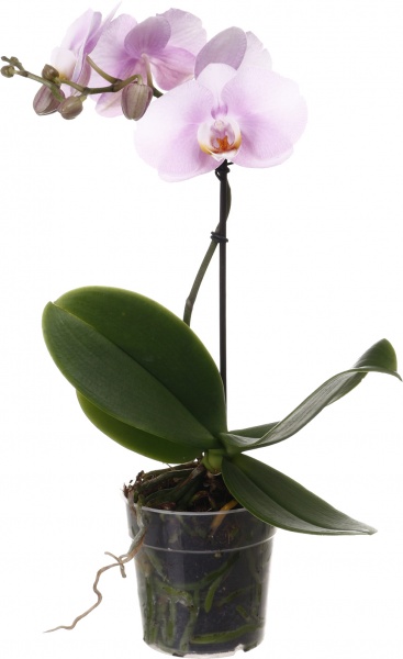 Растение Фаленопсис 1-2 ветки микс d12/h40