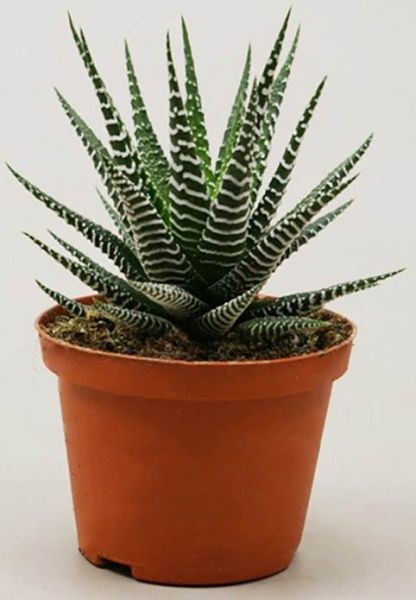 Рослина Хавортія мікс 6/10