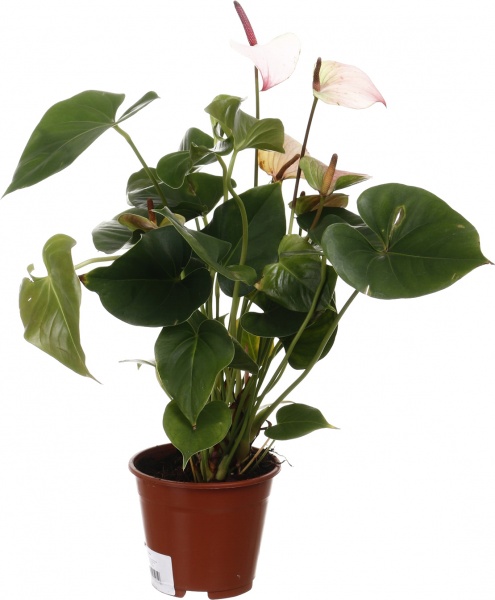 Растение комнатное Антуриум andreanum микс 14/50